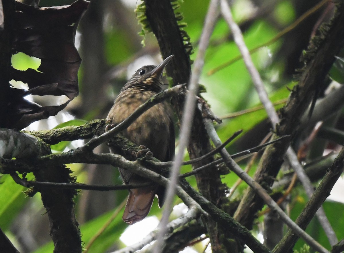 Eastern Woodhaunter - ML633066268