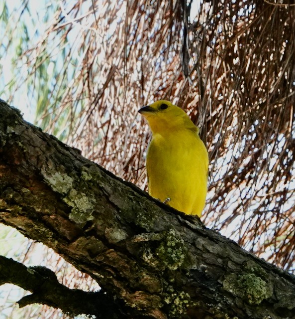 Saffron Finch - ML633066363