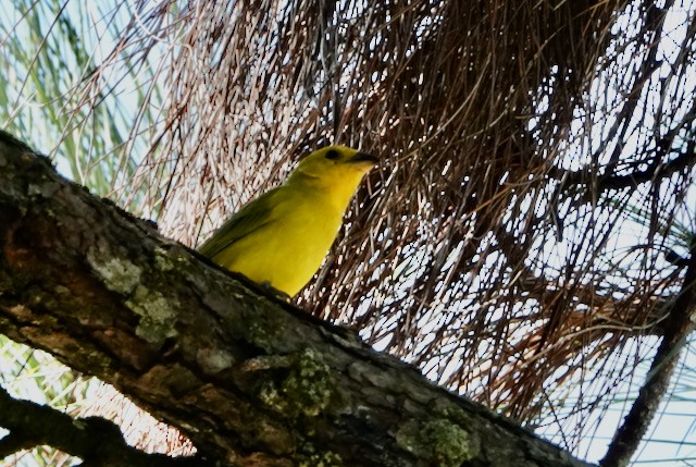 Saffron Finch - ML633066364