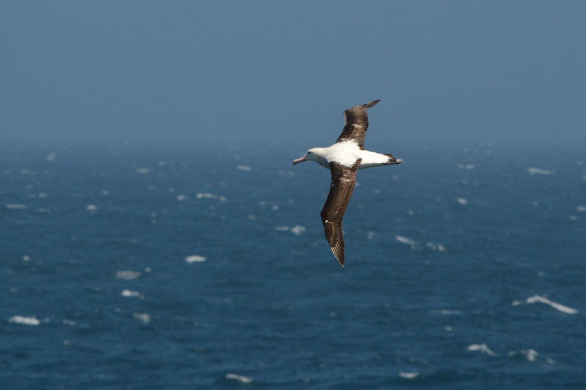 Snowy Albatross - ML633066368