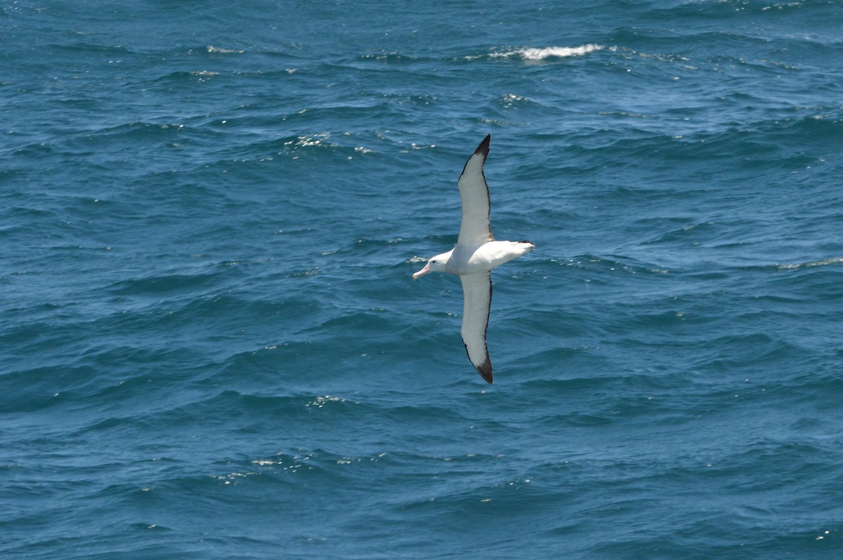 Snowy Albatross - ML633066370