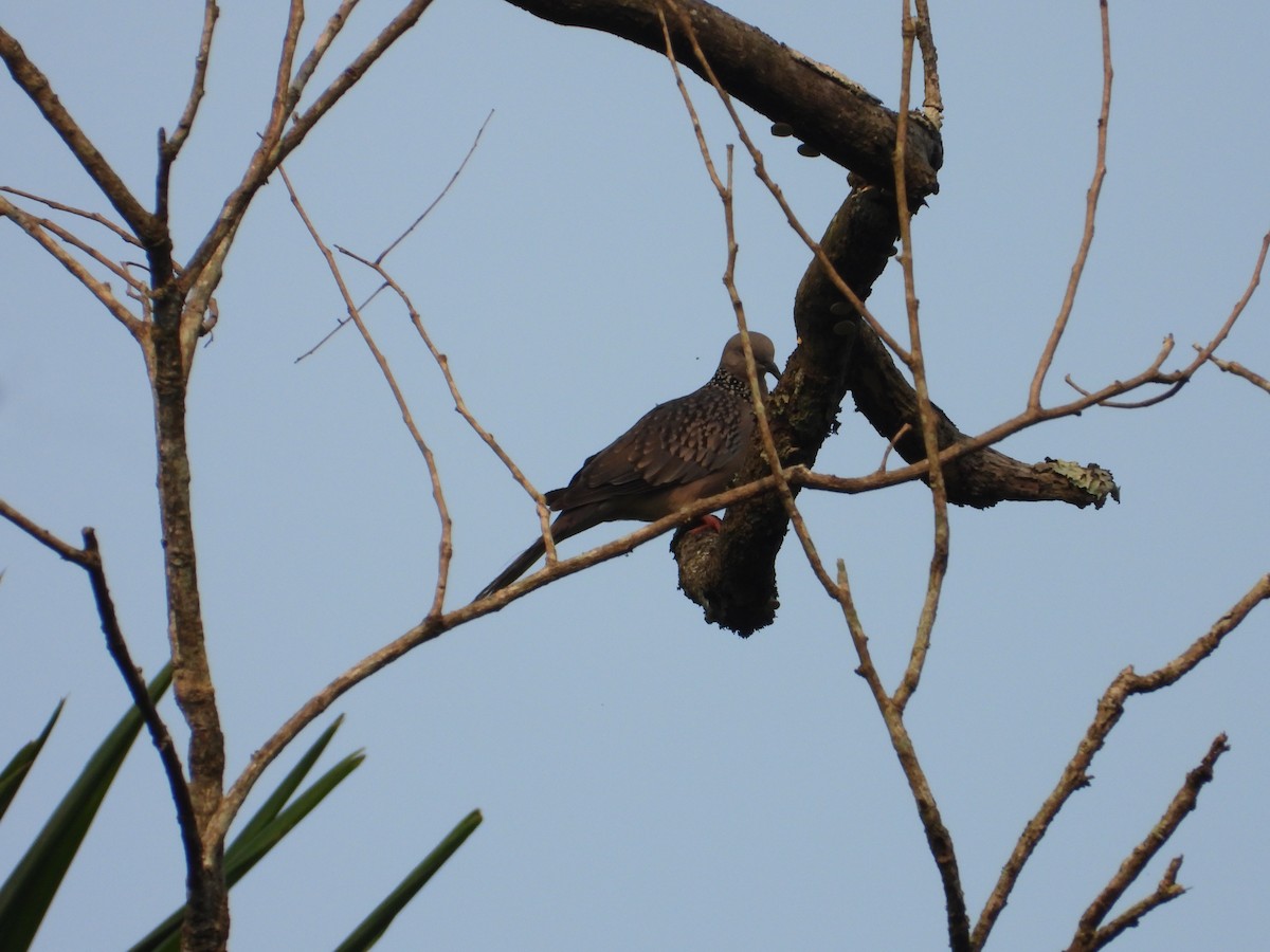 珠頸斑鳩 - ML633066405
