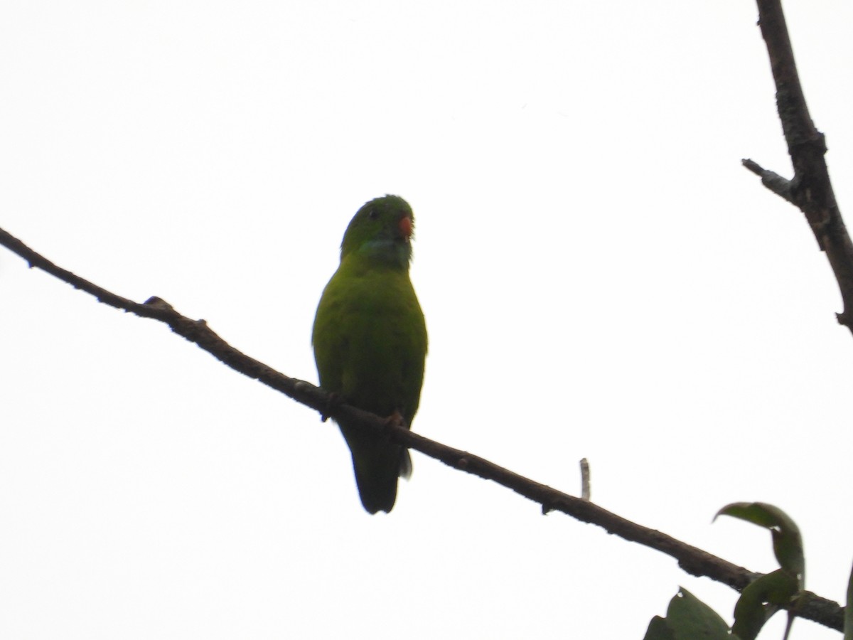 Vernal Hanging-Parrot - ML633066456