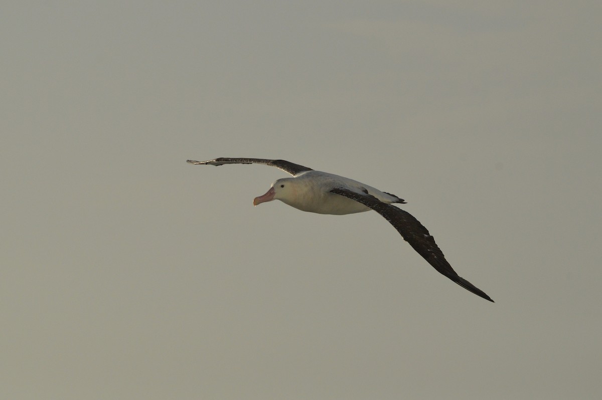 Snowy Albatross - ML633066544