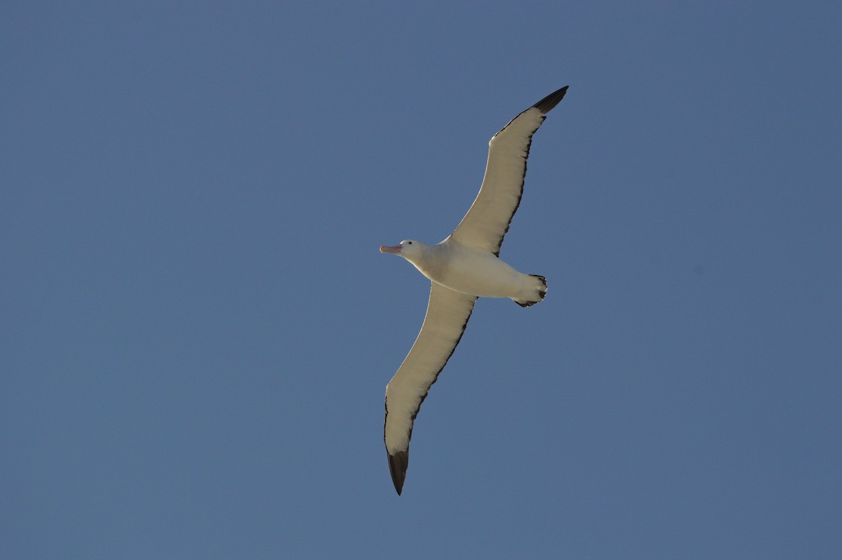 Snowy Albatross - ML633066545