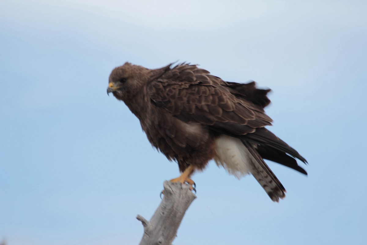 Swainson's Hawk - ML633066596