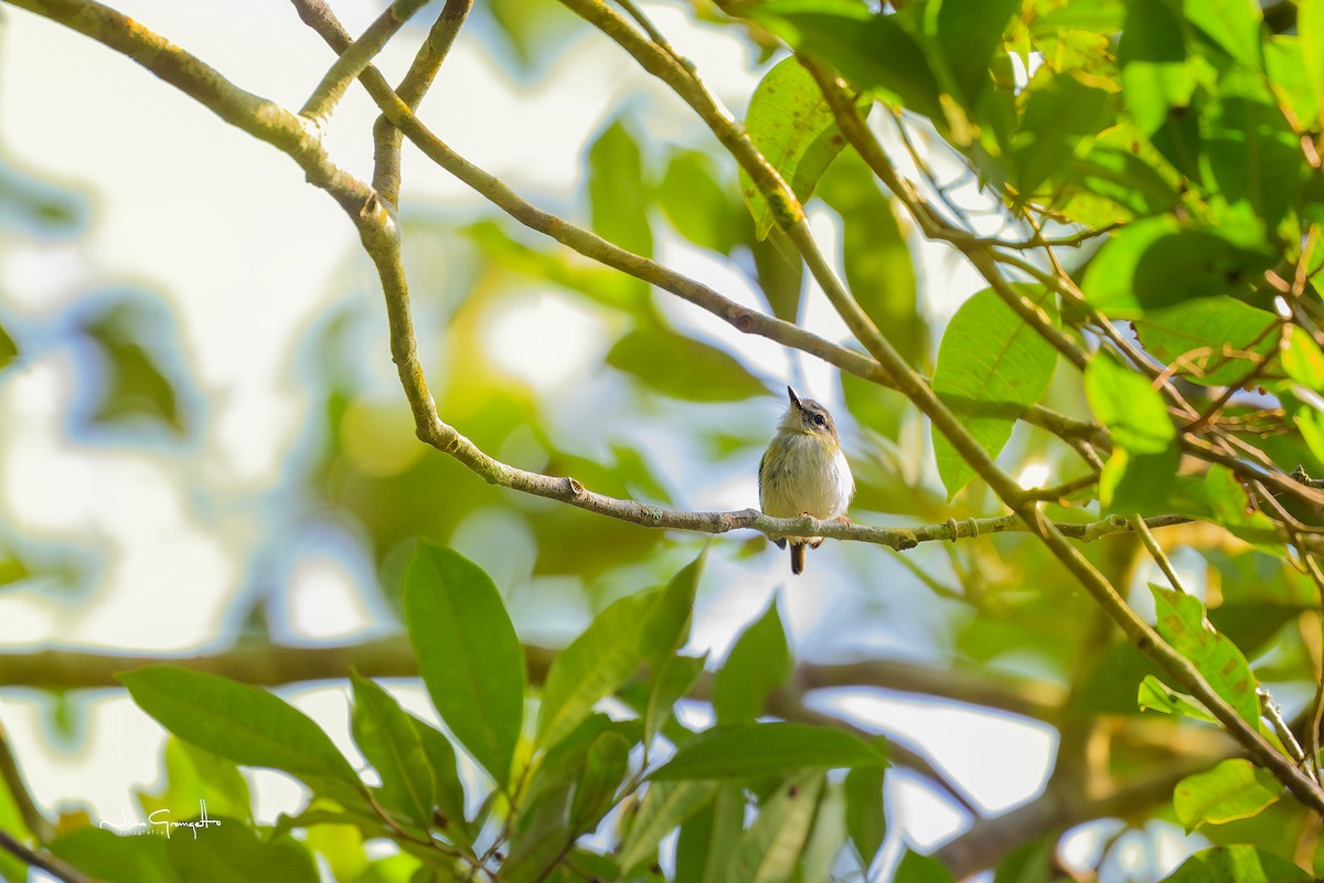 Short-tailed Pygmy-Tyrant - ML633066681