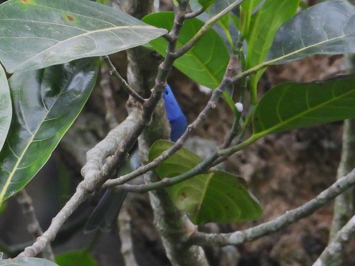 黑枕藍鶲 - ML633066696
