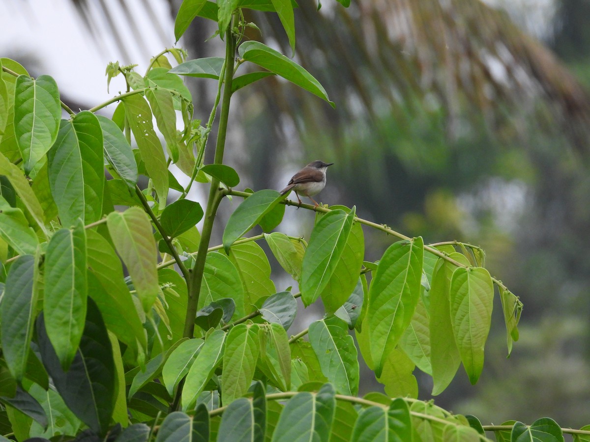 Gray-breasted Prinia - ML633066764
