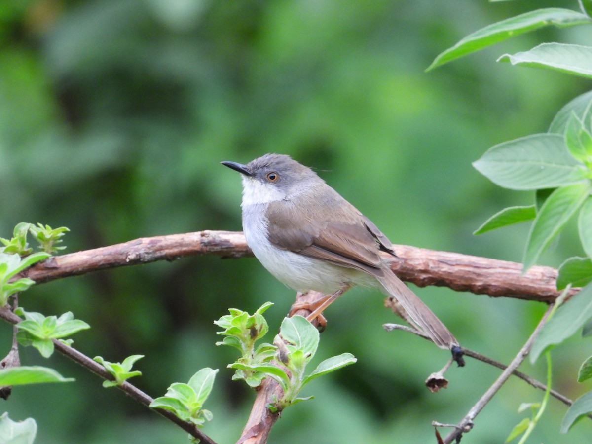 Gray-breasted Prinia - ML633066765