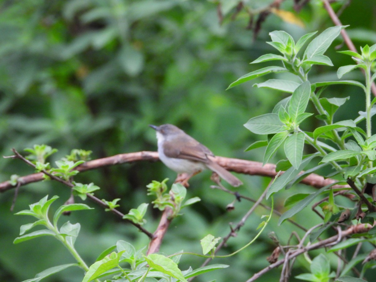 Gray-breasted Prinia - ML633066766