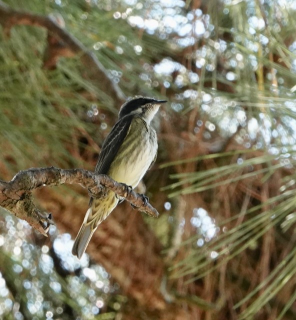 Piratic Flycatcher - ML633066825