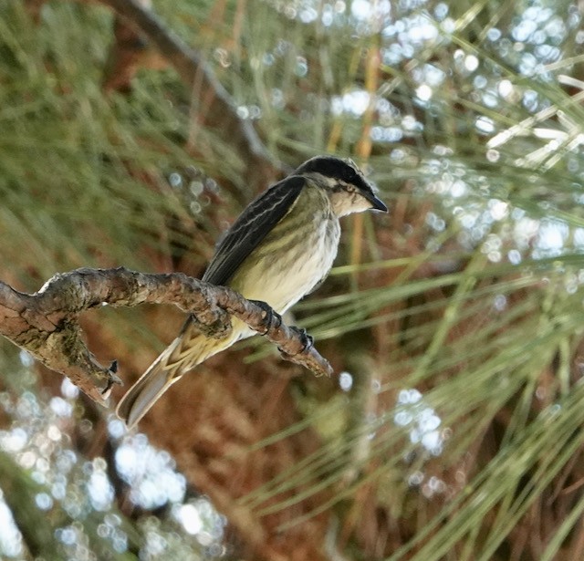 Piratic Flycatcher - ML633066826