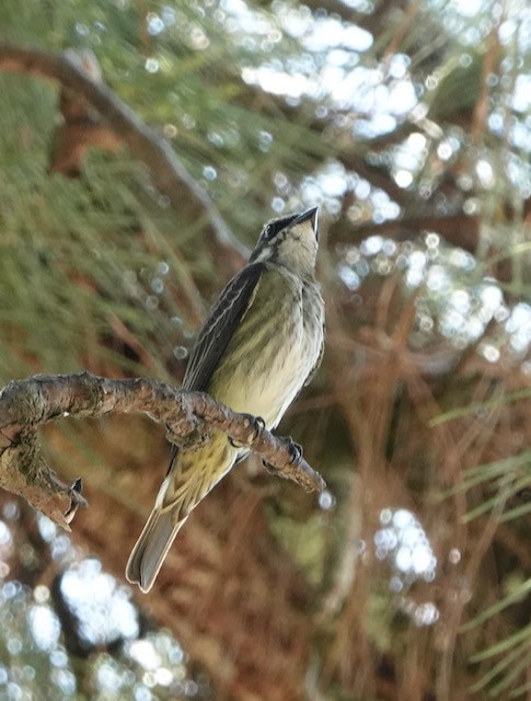 Piratic Flycatcher - ML633066827
