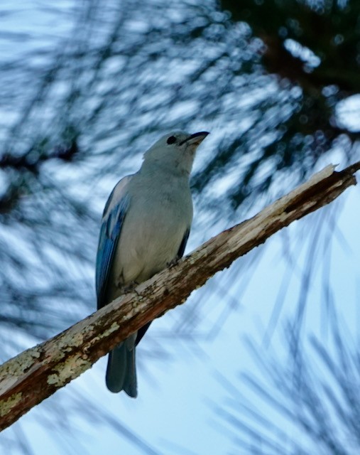 Blue-gray Tanager - ML633066870