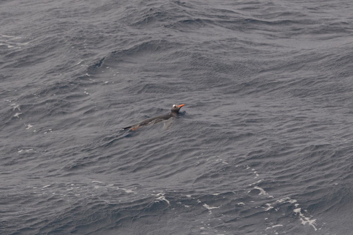 Gentoo Penguin - ML633066900