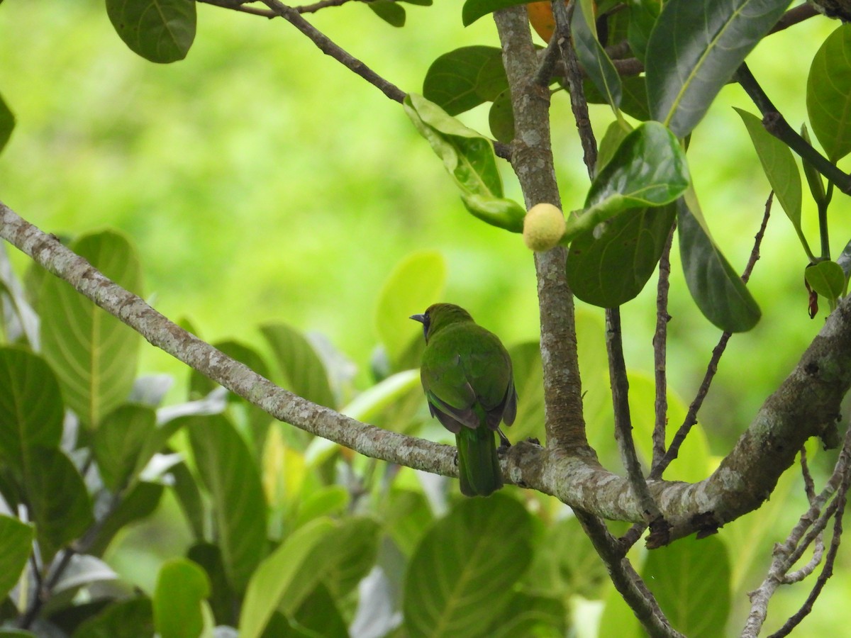 Golden-fronted Leafbird - ML633066926