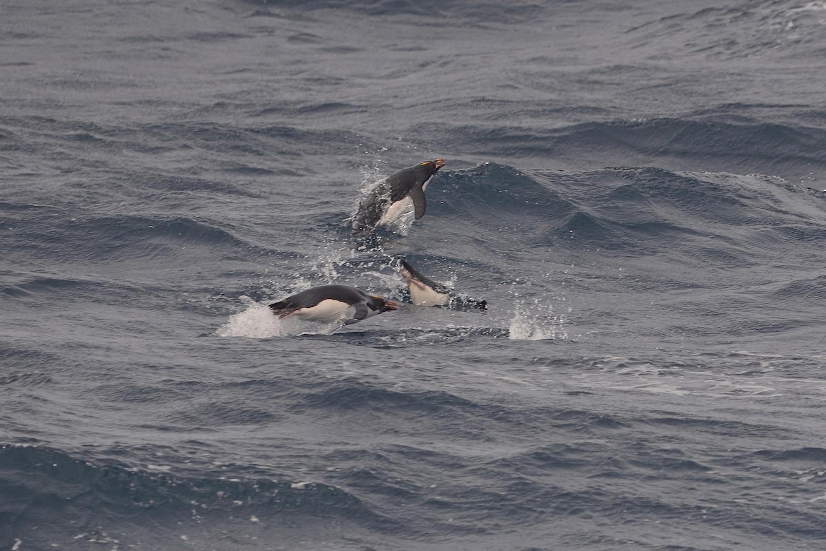Macaroni Penguin - ML633066946