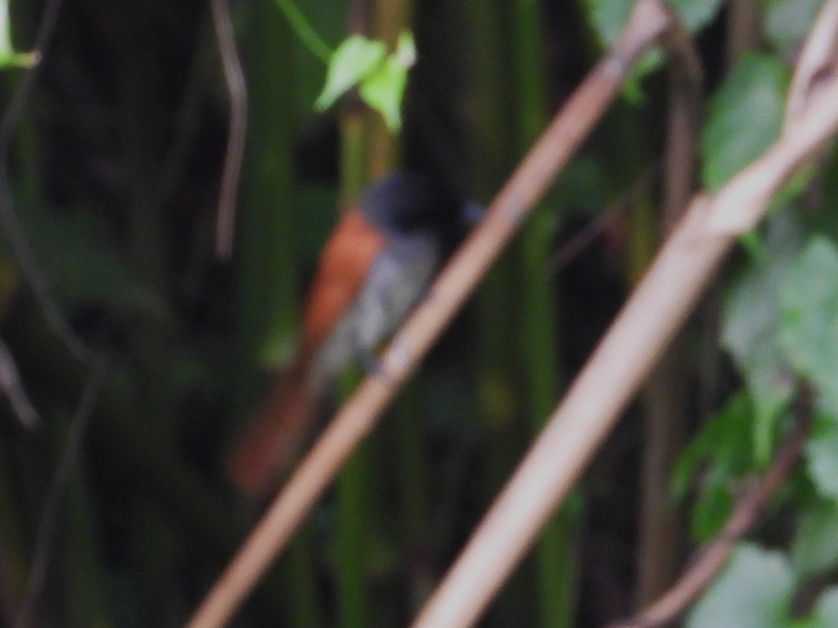 Indian Paradise-Flycatcher - ML633066948