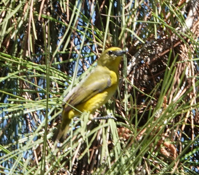 Purple-throated Euphonia - ML633066965