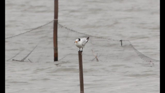 Chinese Crested Tern - ML633067000