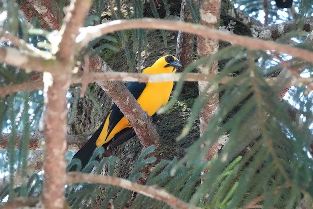 Oriole Blackbird - ML633067052