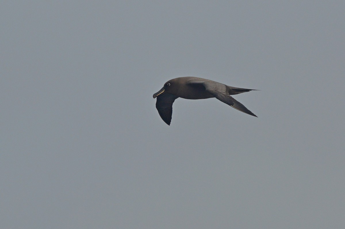 Sooty Albatross - ML633067069