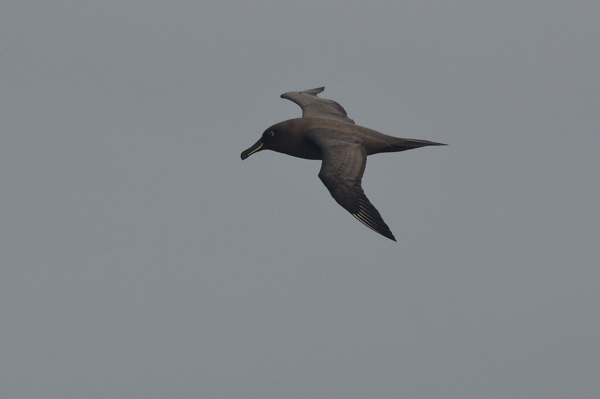 Sooty Albatross - ML633067070