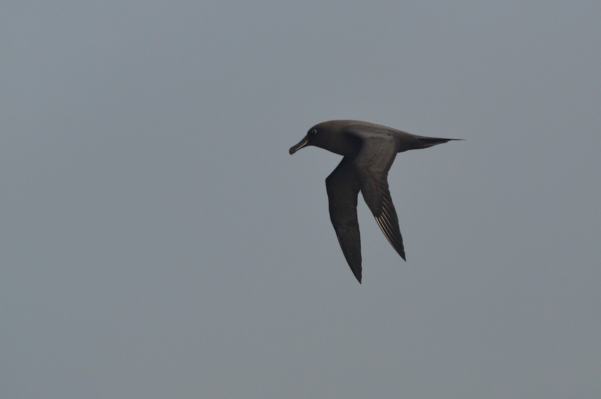 Sooty Albatross - ML633067071