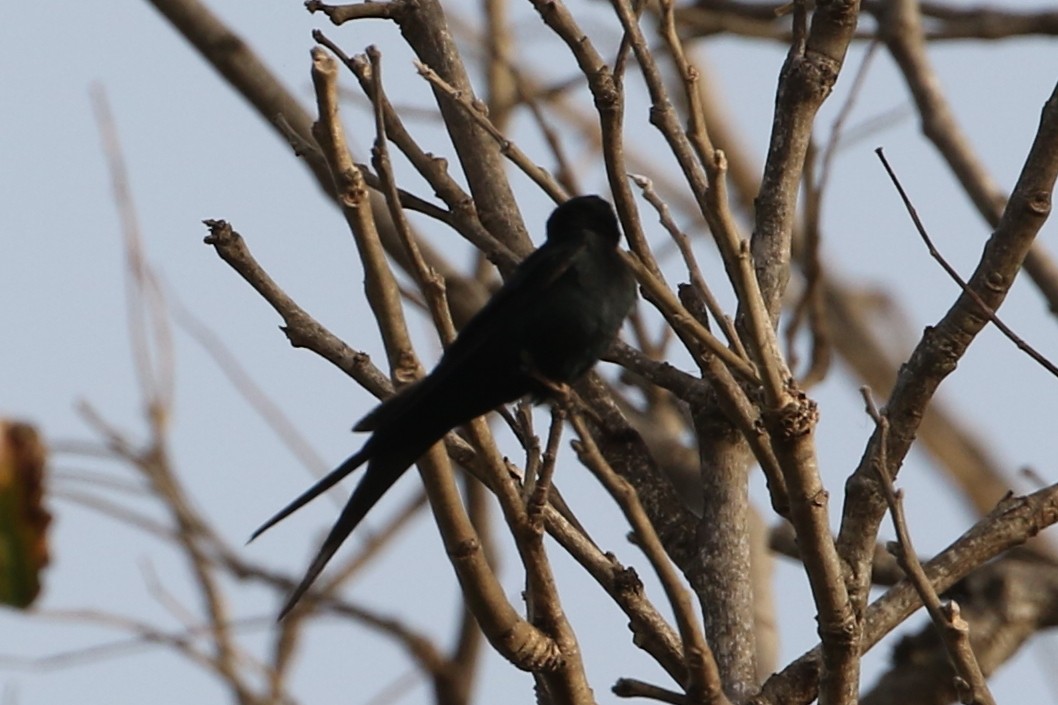 Fanti Sawwing - ML633067081