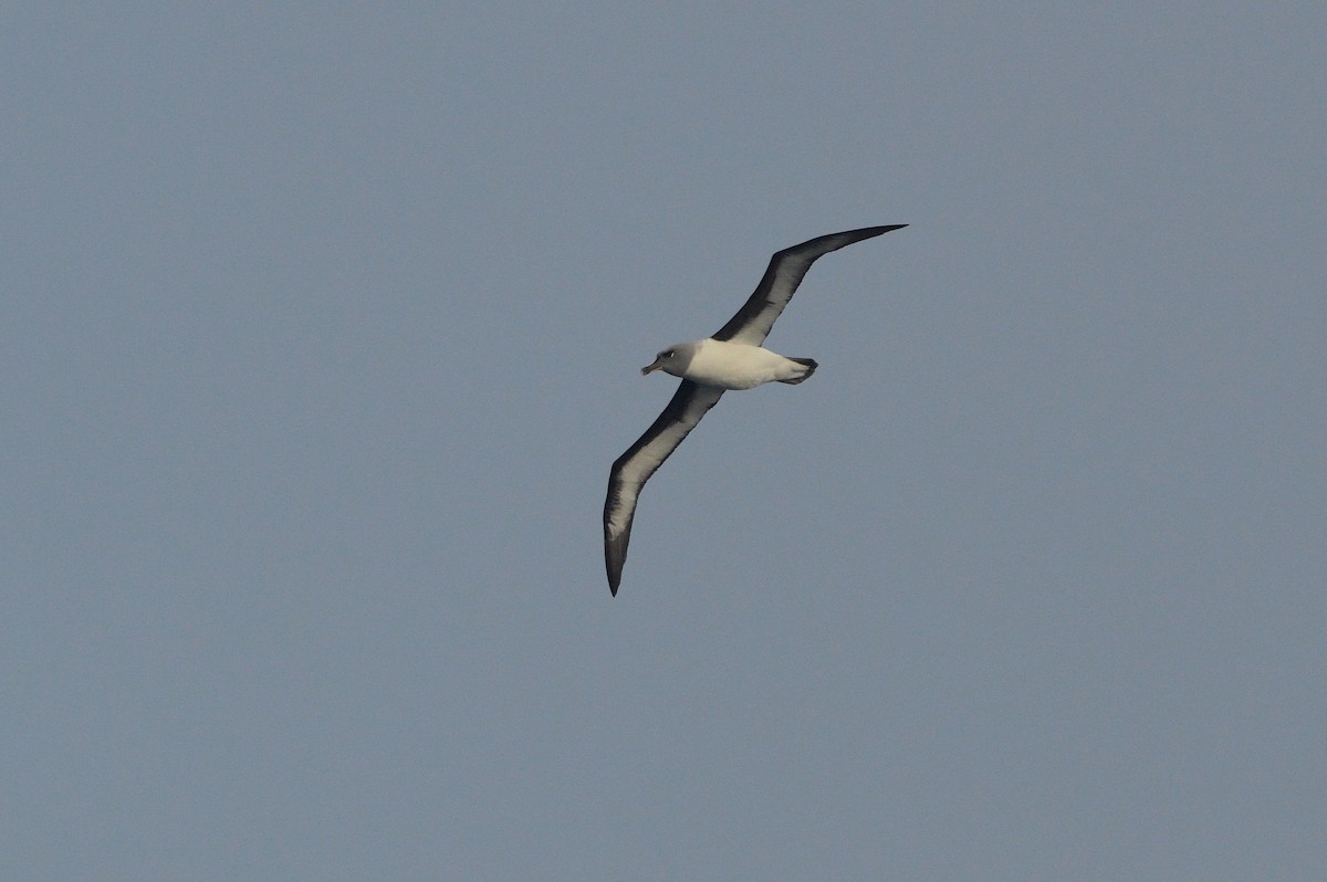 Gray-headed Albatross - ML633067110