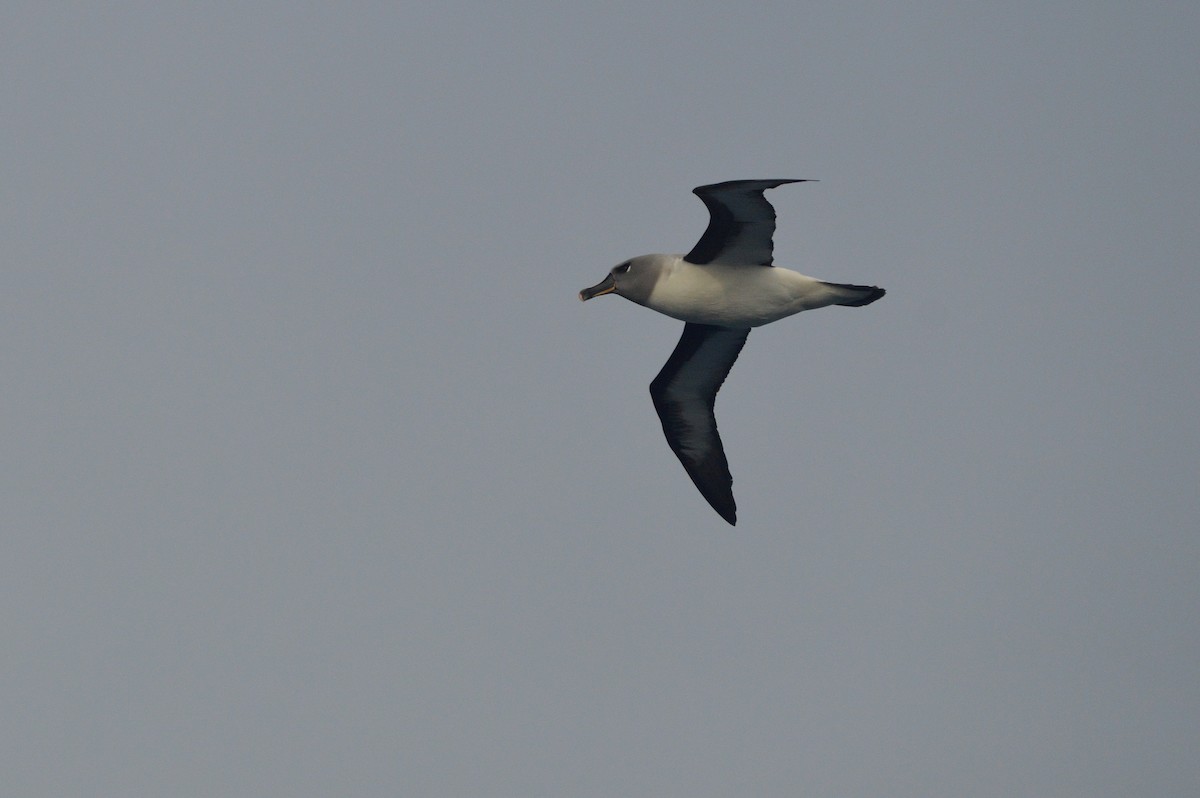 Gray-headed Albatross - ML633067111