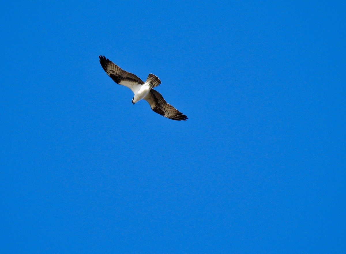Osprey - ML633067130
