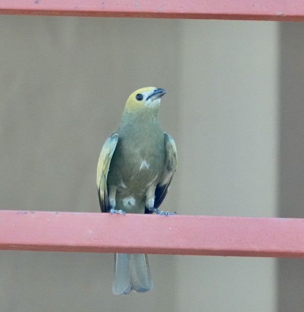 Palm Tanager - ML633067162