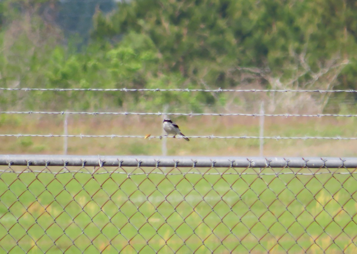 Loggerhead Shrike - ML633067257