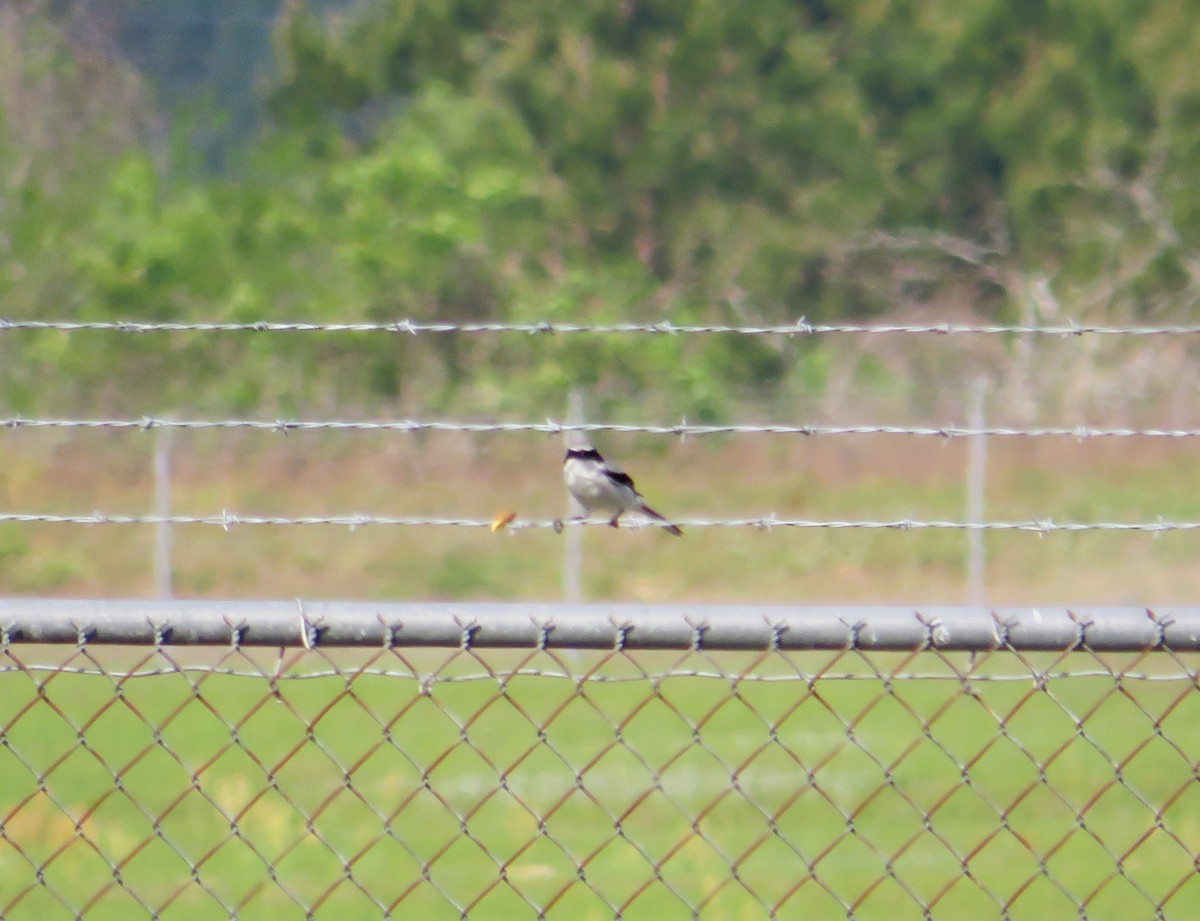 Loggerhead Shrike - ML633067262