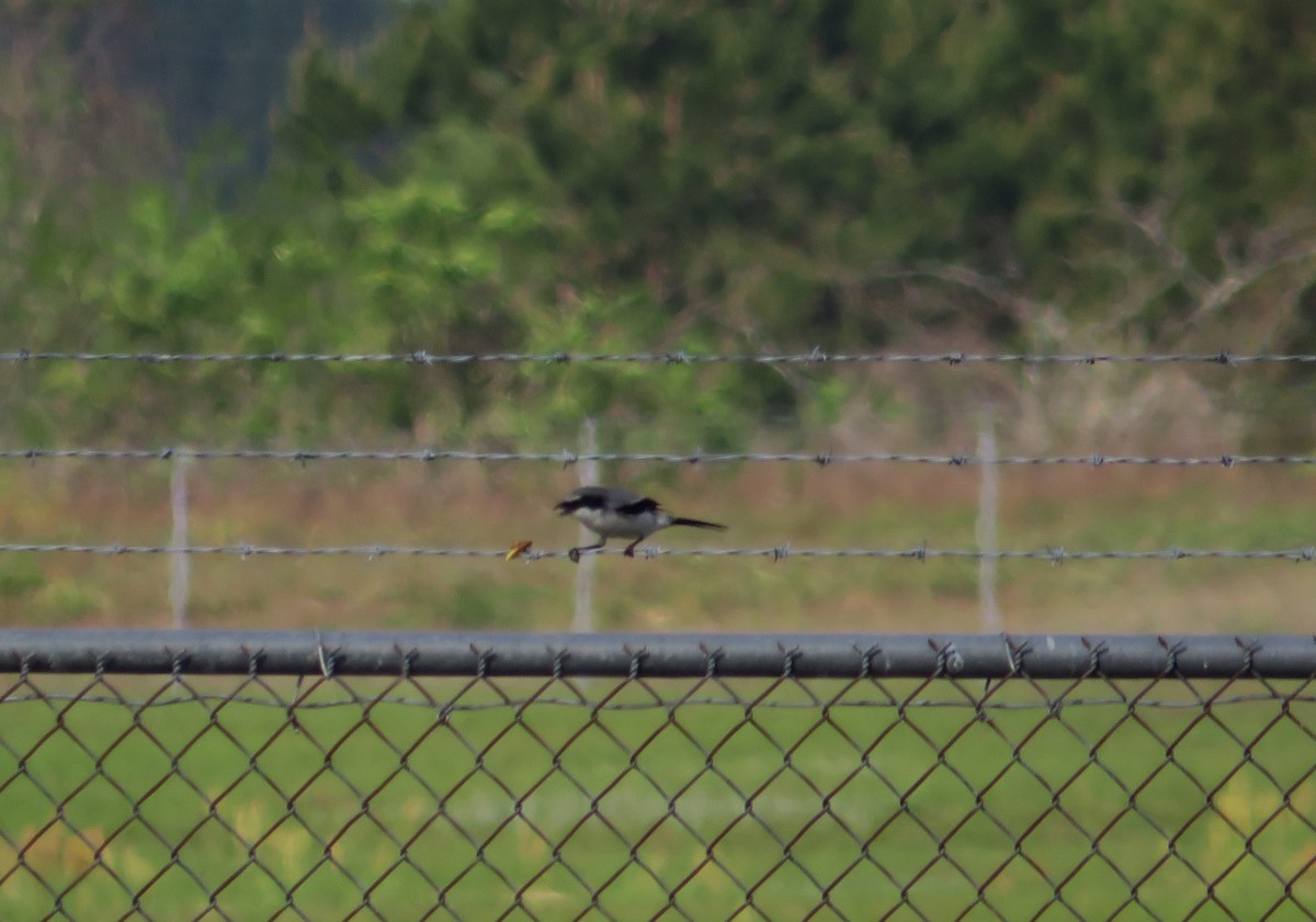 Loggerhead Shrike - ML633067279
