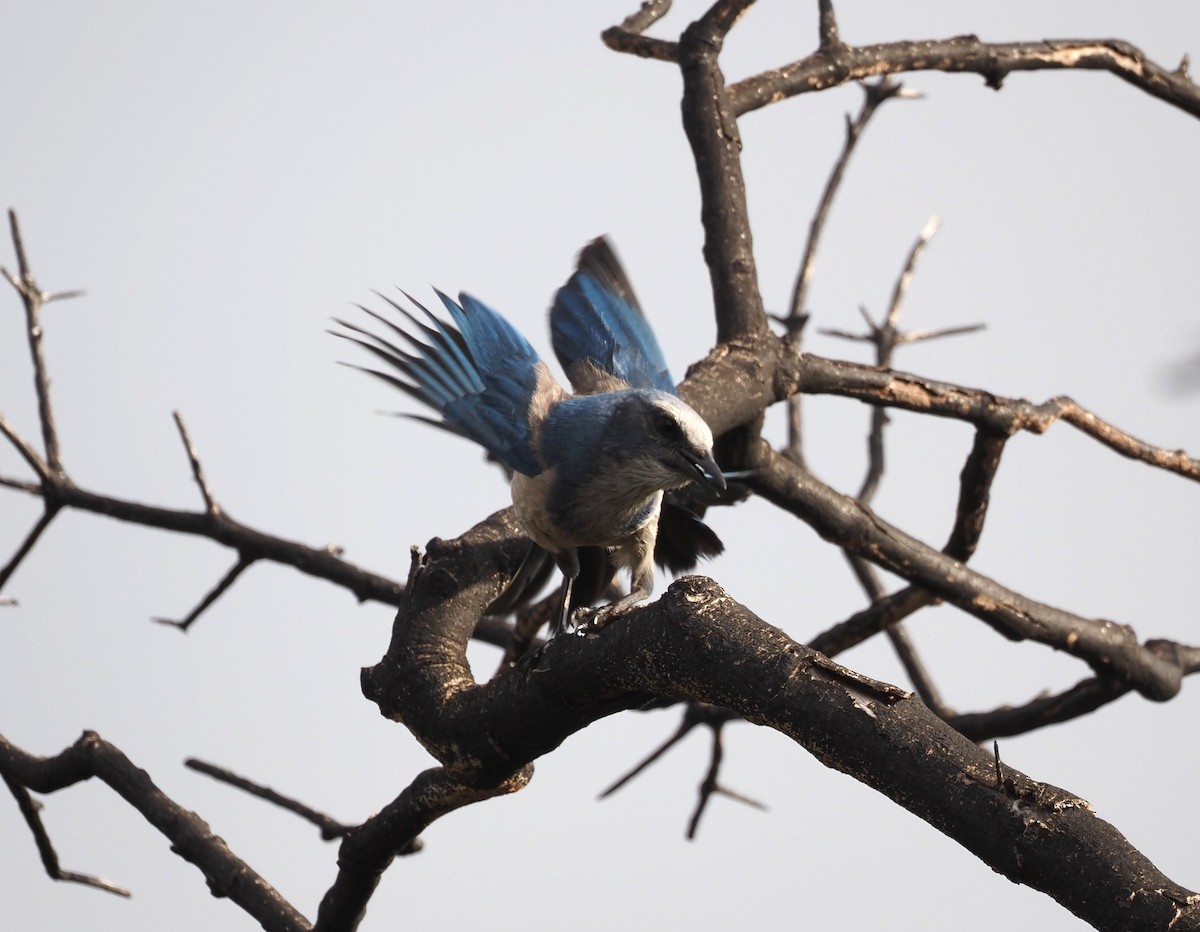 フロリダカケス - ML633067309