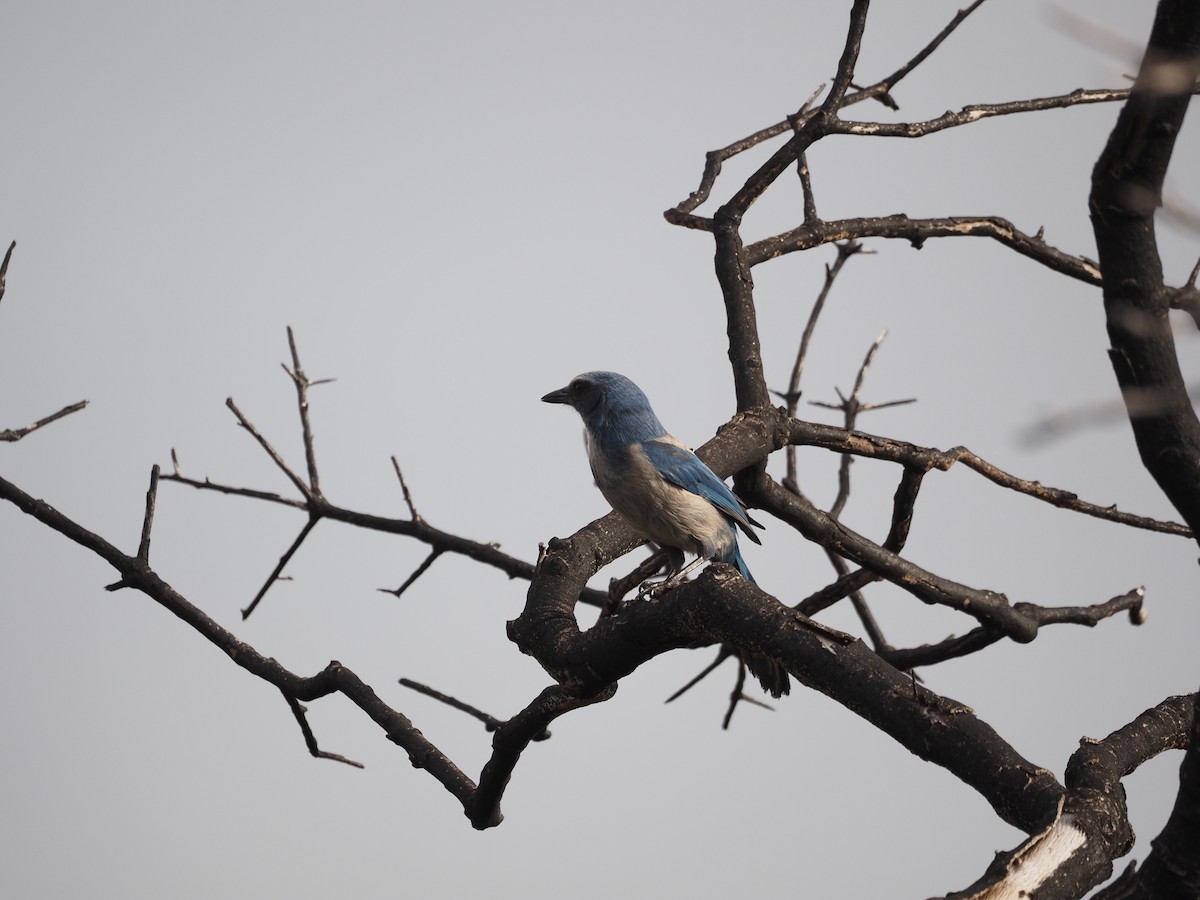 フロリダカケス - ML633067320