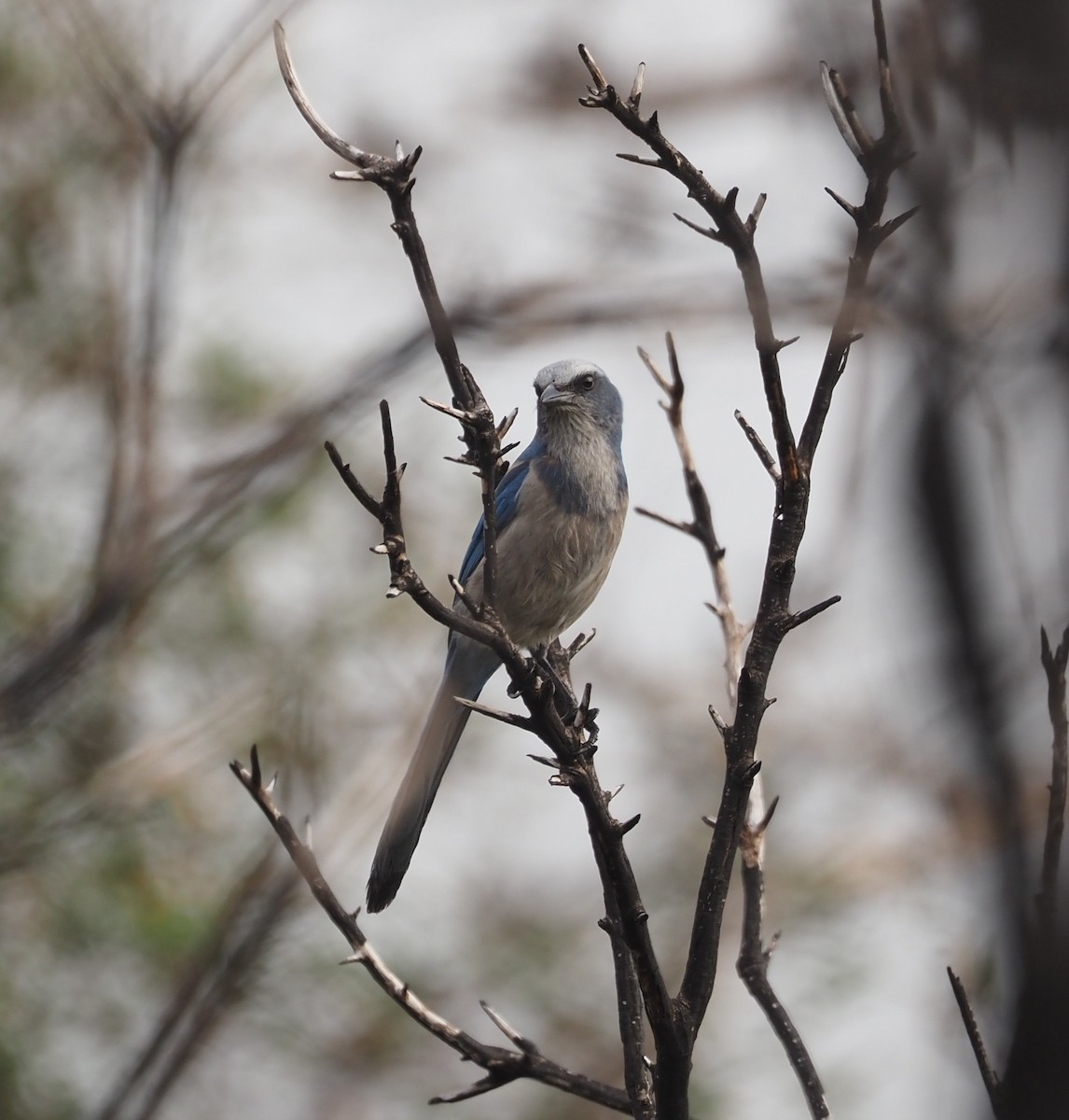 フロリダカケス - ML633067341