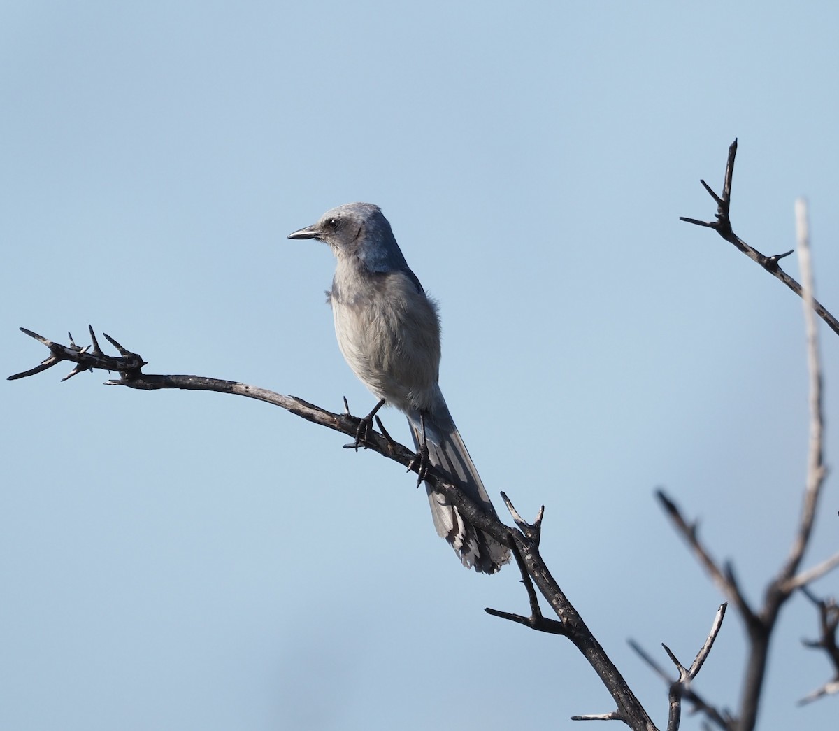 フロリダカケス - ML633067346