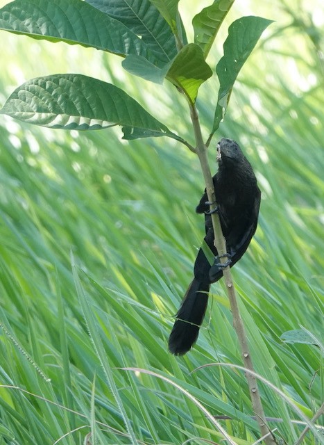Smooth-billed Ani - ML633067347