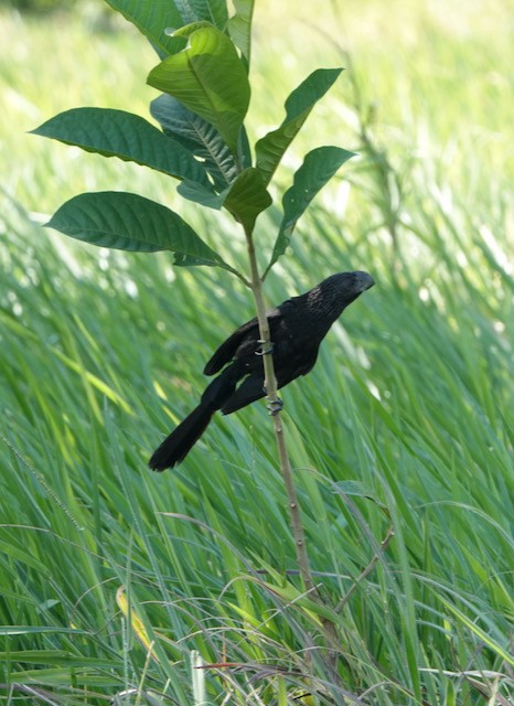 Smooth-billed Ani - ML633067348