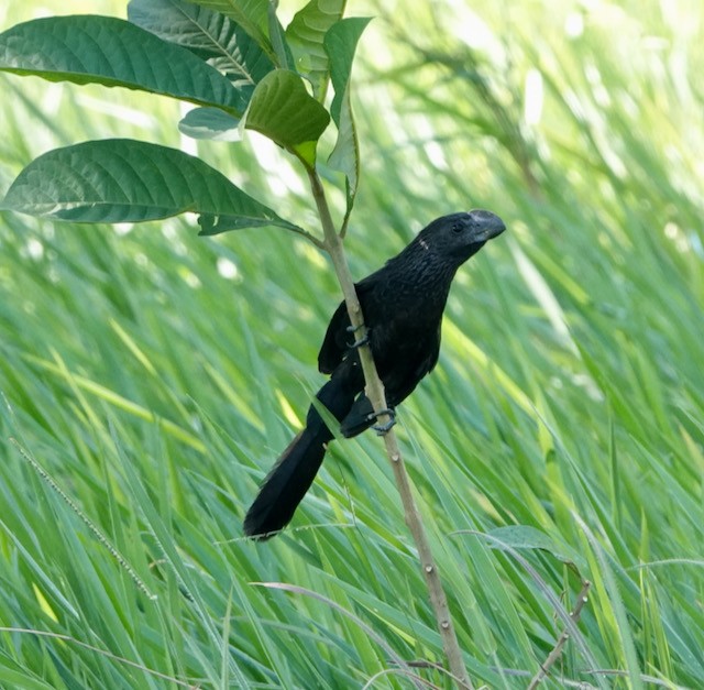 Smooth-billed Ani - ML633067349