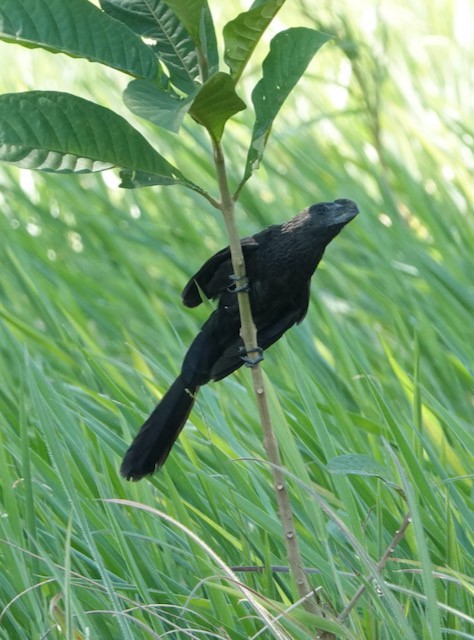 Smooth-billed Ani - ML633067350