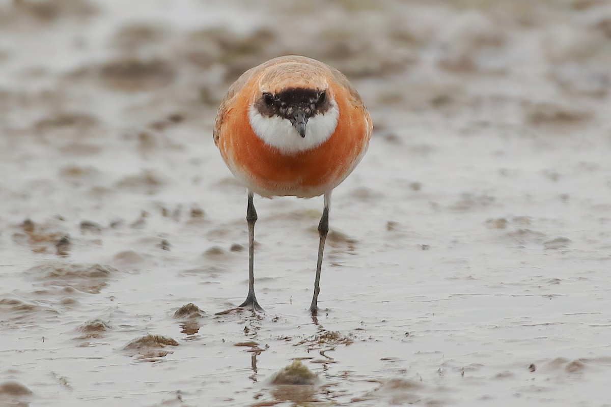 Tibetan Sand-Plover - ML633067356