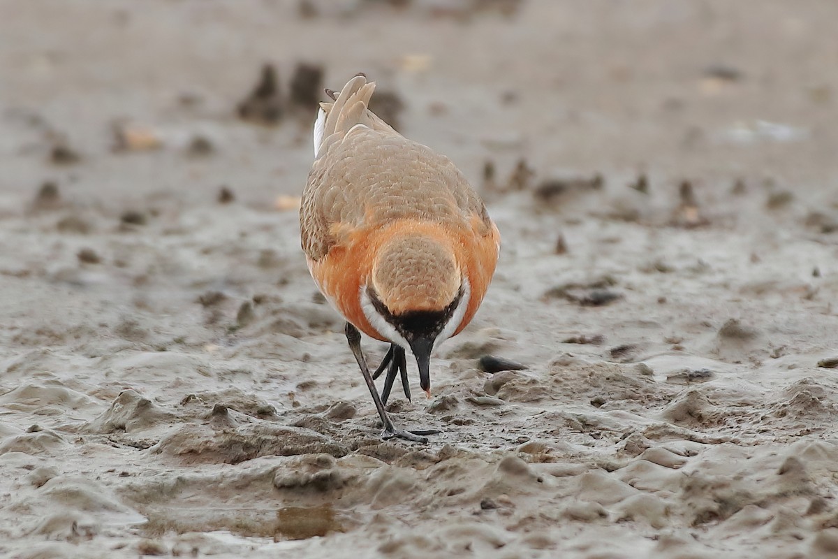 Tibetan Sand-Plover - ML633067357