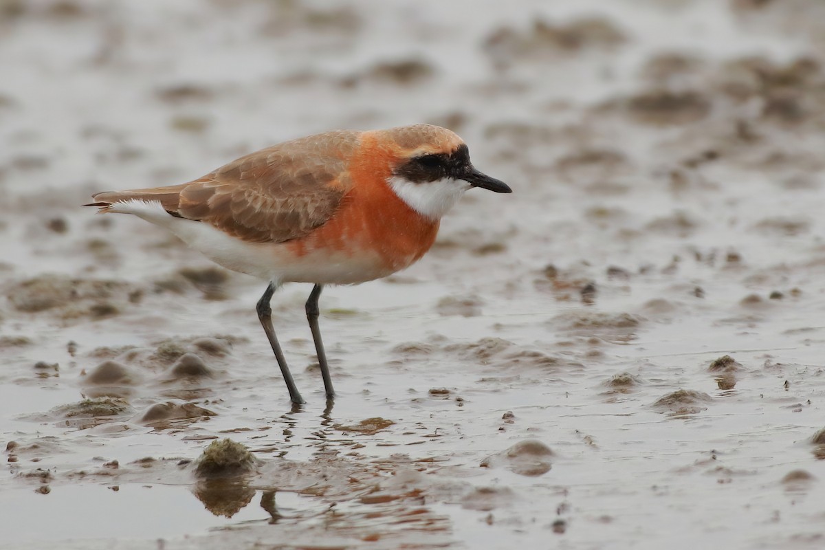 Tibetan Sand-Plover - ML633067358