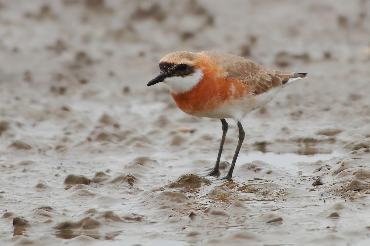 Tibetan Sand-Plover - ML633067359