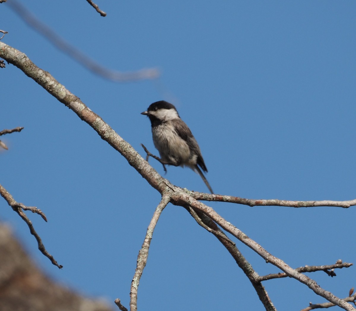 カロライナコガラ - ML633067370